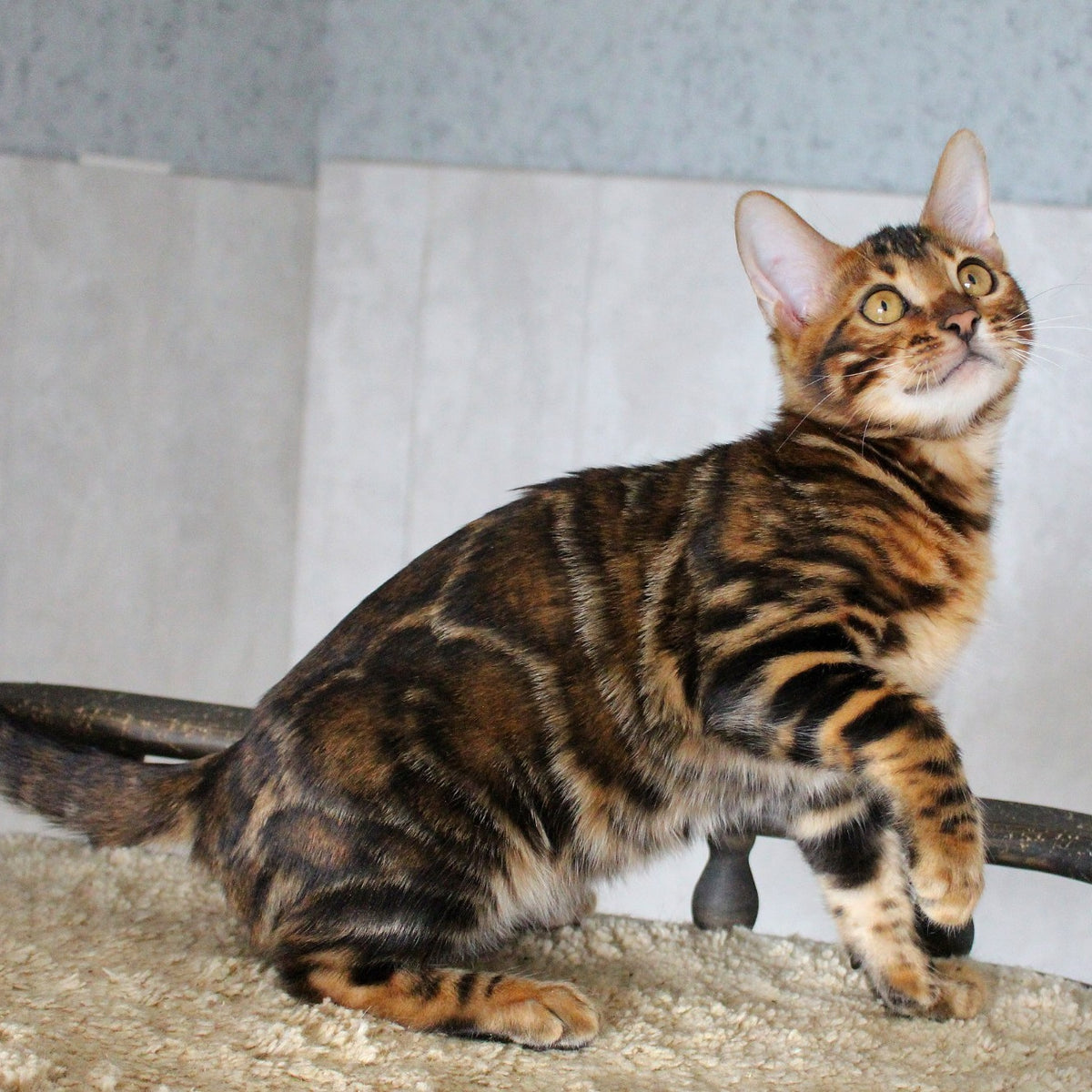 Elby Bengal female, black spotted tabby