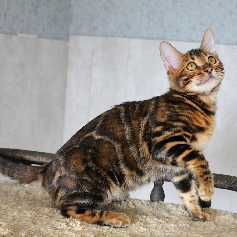 Elby Bengal female, black spotted tabby