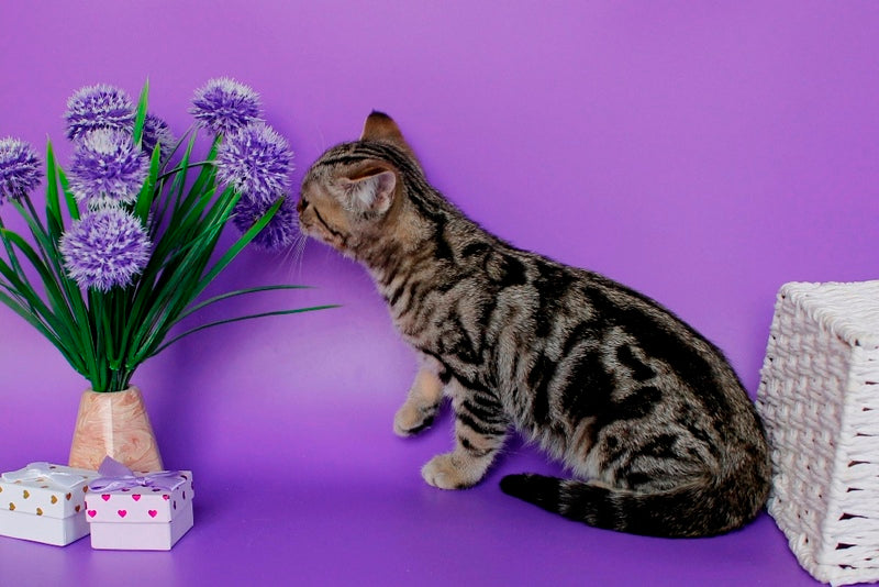 Kelly British Shorthair female, black silver tabby