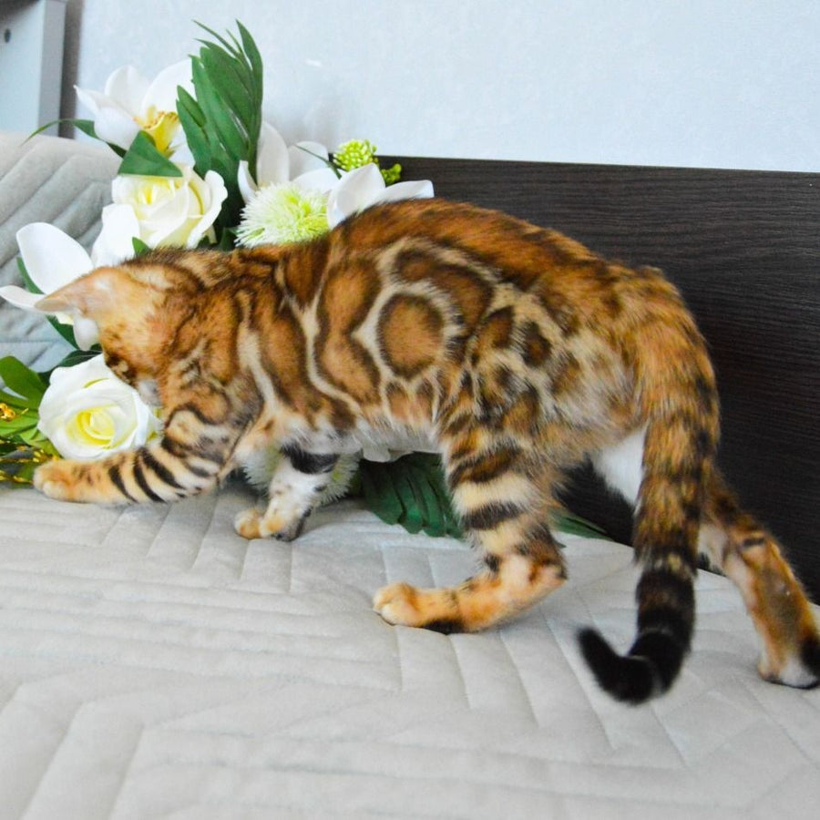 Odysseus Bengal male, black spotted tabby