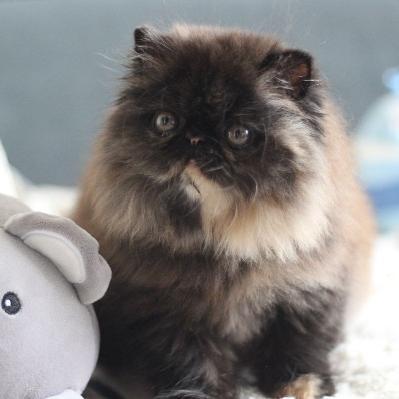 Citadel Persian female, black tortie