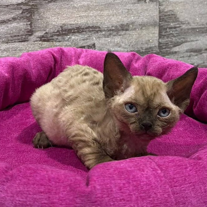 Pandora Devon Rex female, chocolate pointed