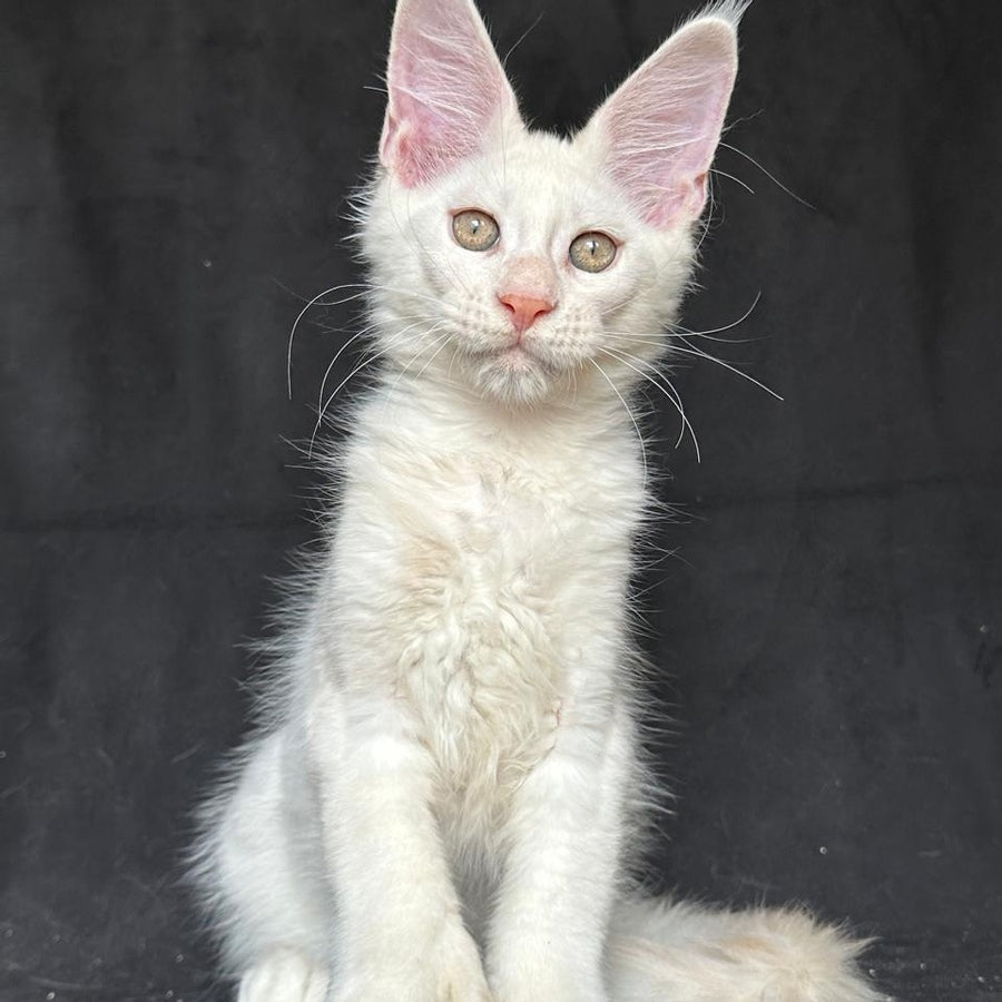 Jumbo Maine Coon polydactyl 6x6x6x6 male, red silver shaded