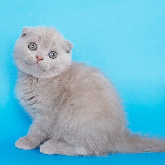 Allan Scottish Fold male, fawn