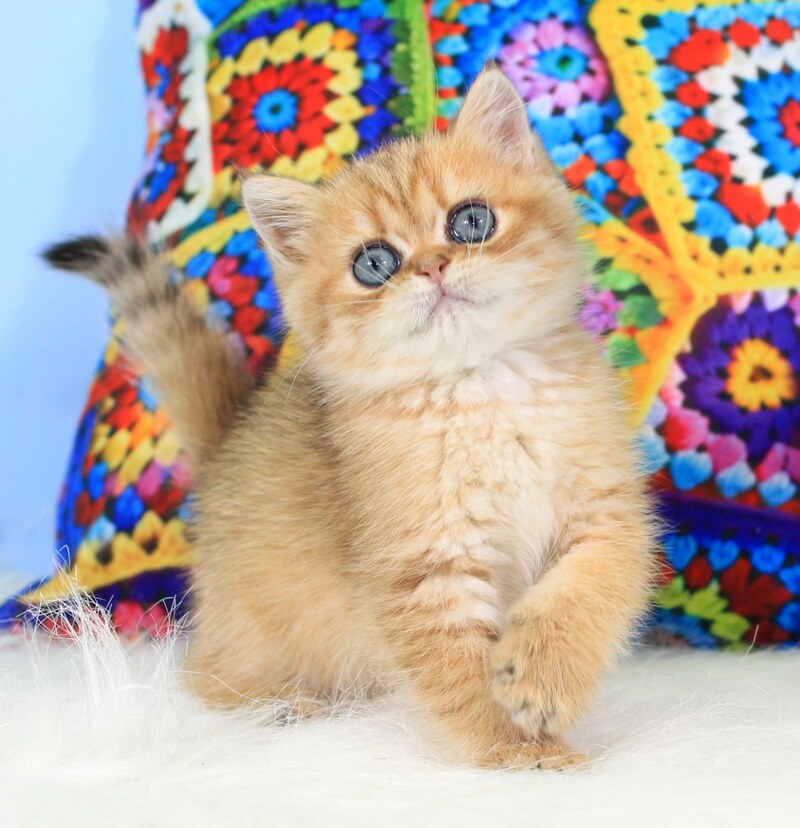 Rose British Shorthair female, black golden spotted tabby