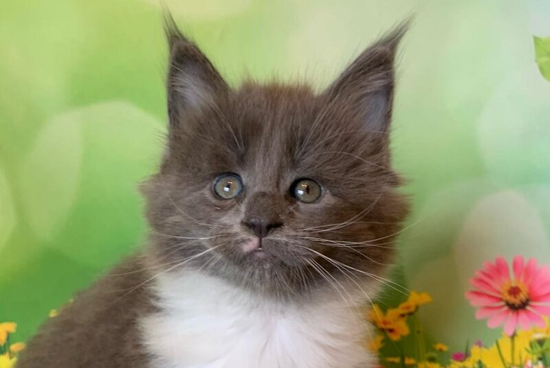 Uarkhan Maine Coon female, blue bicolour