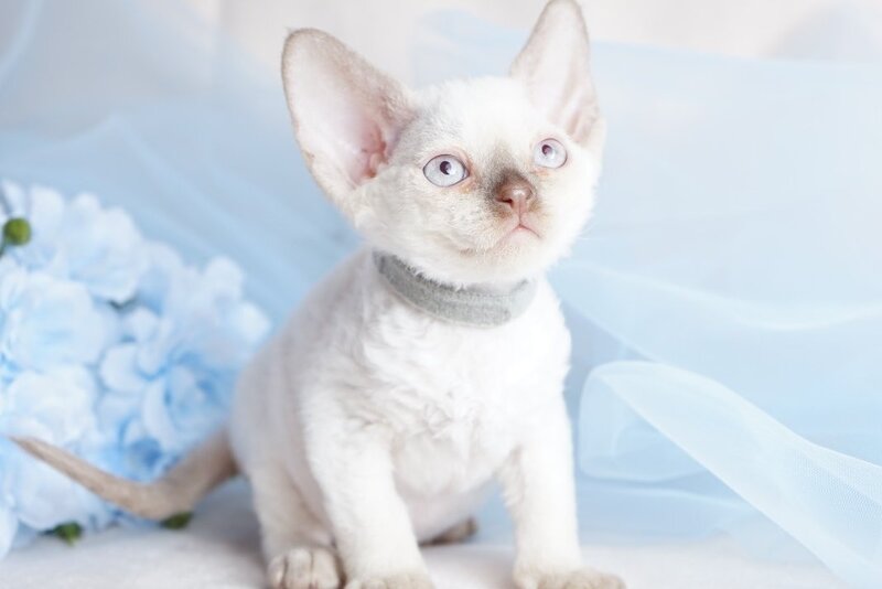 Oliver Devon Rex male, cinnamon pointed