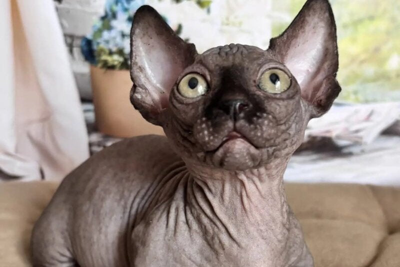 Bali Bambino male black - live animals