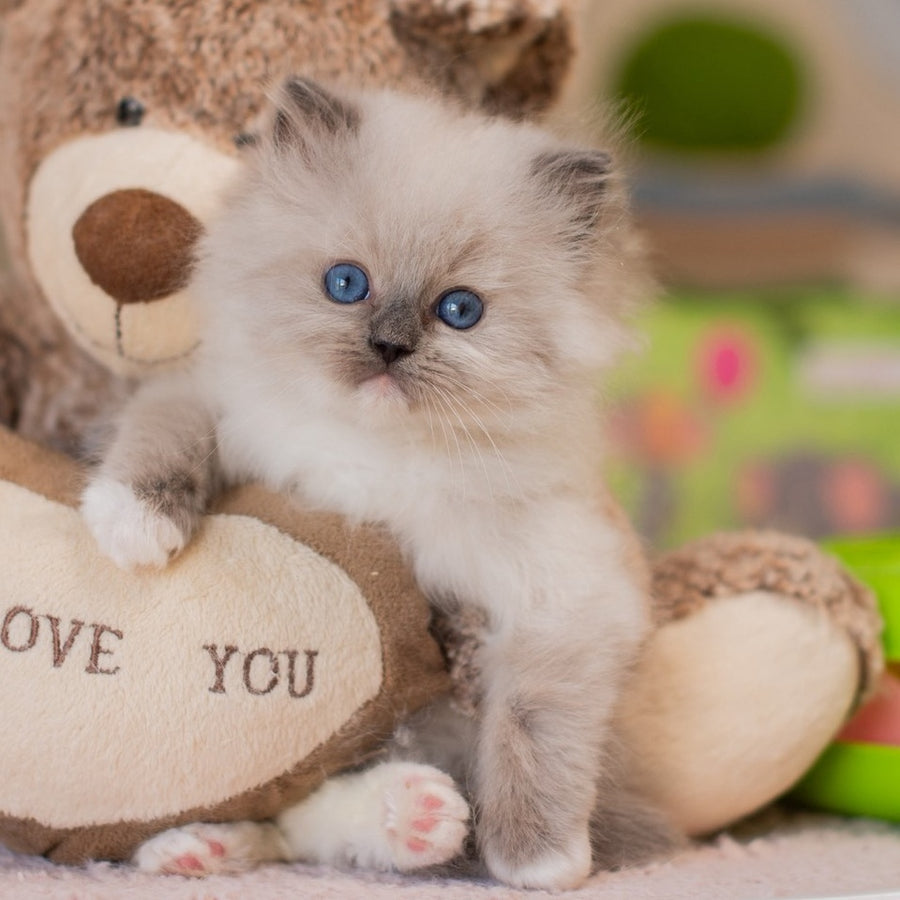 Yale Ragdoll male, blue mitted