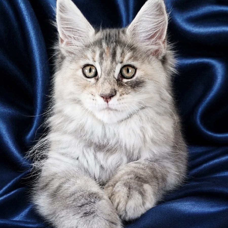 Vicky Maine Coon female, blue tortie silver tabby