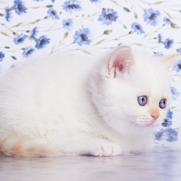 Aliaska British Shorthair female, red pointed