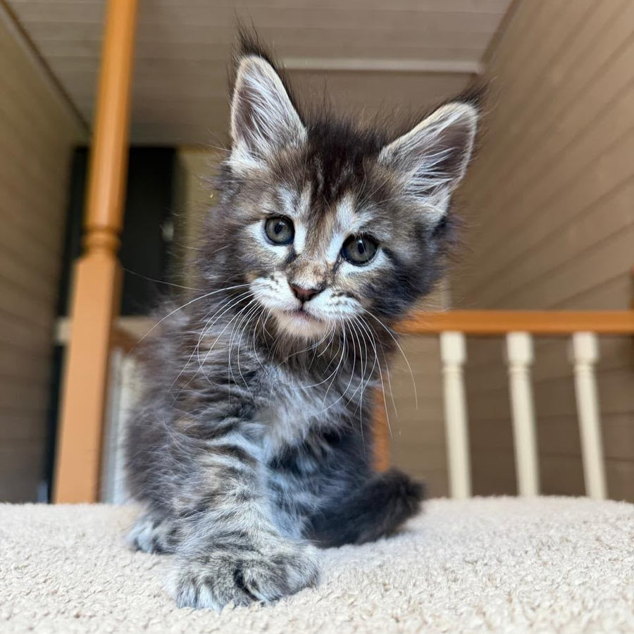 Bamboleilo Maine Coon polydactyl 6x6x6x7 female, black tortie with white tabby