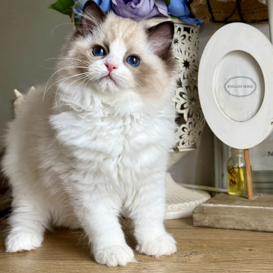 Moksha Ragdoll female, black bicolour