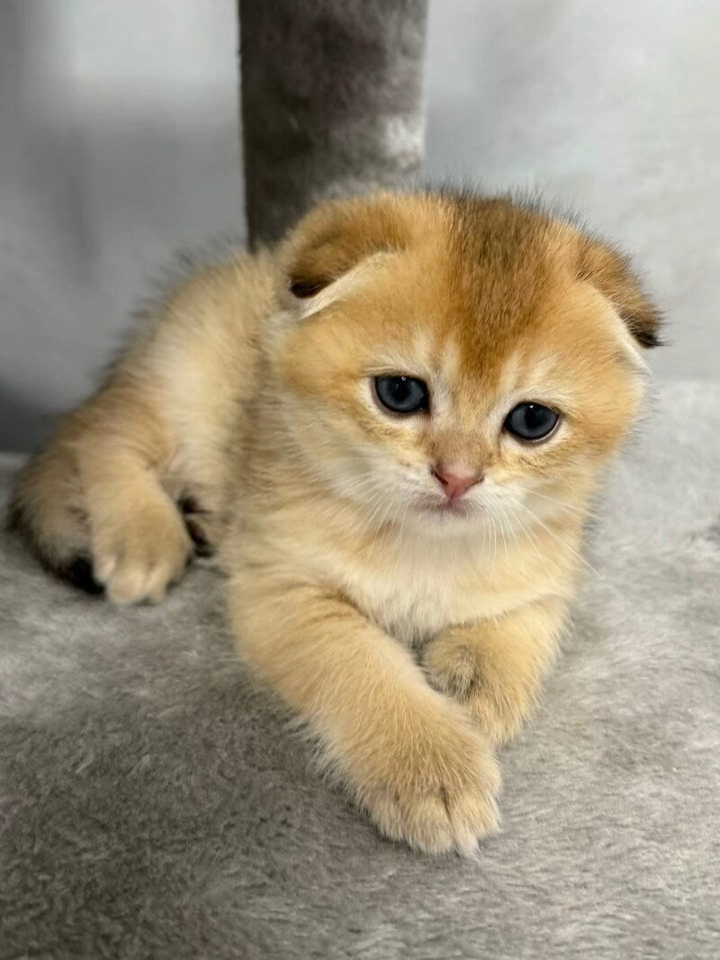 Bambi Scottish Fold male, black golden shaded