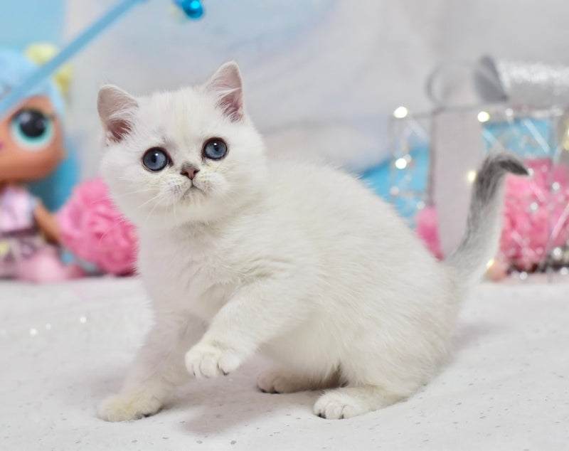 Dzholly British Shorthair female, black silver shaded pointed