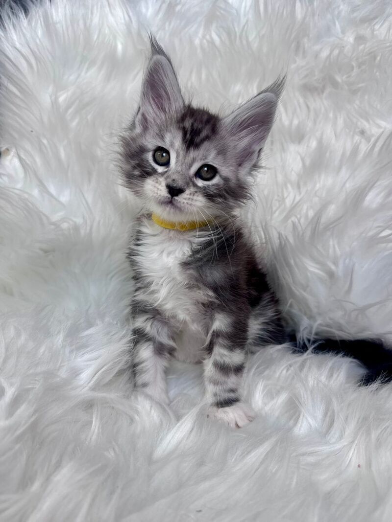 Cooper Maine Coon male black silver tabby bicolour - live animals