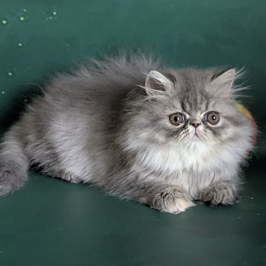 Donya Persian female, blue tortie