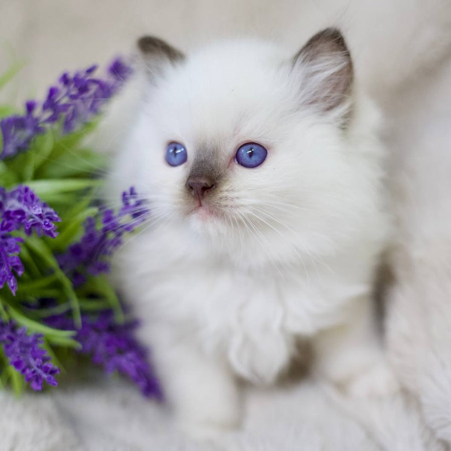 Kimi Ragdoll male, black mitted