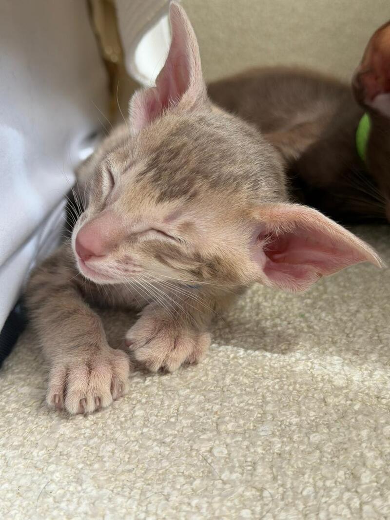 Atlas Oriental Shorthair male lilac tabby - live animals