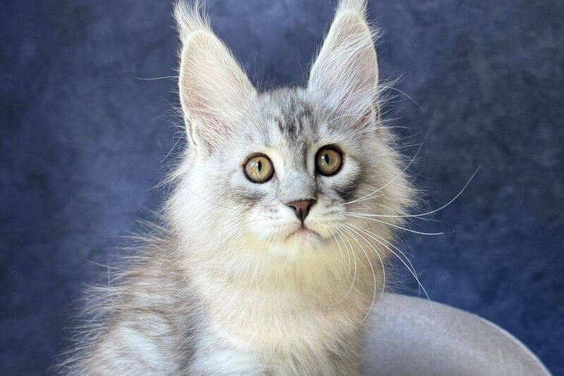 Vadash Maine Coon male black silver spotted tabby - live animals