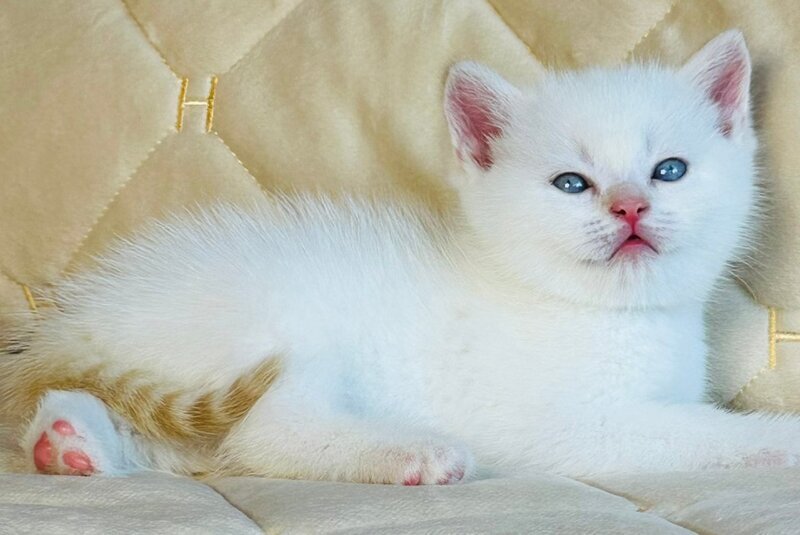 Elio British Shorthair male, red golden shaded pointed