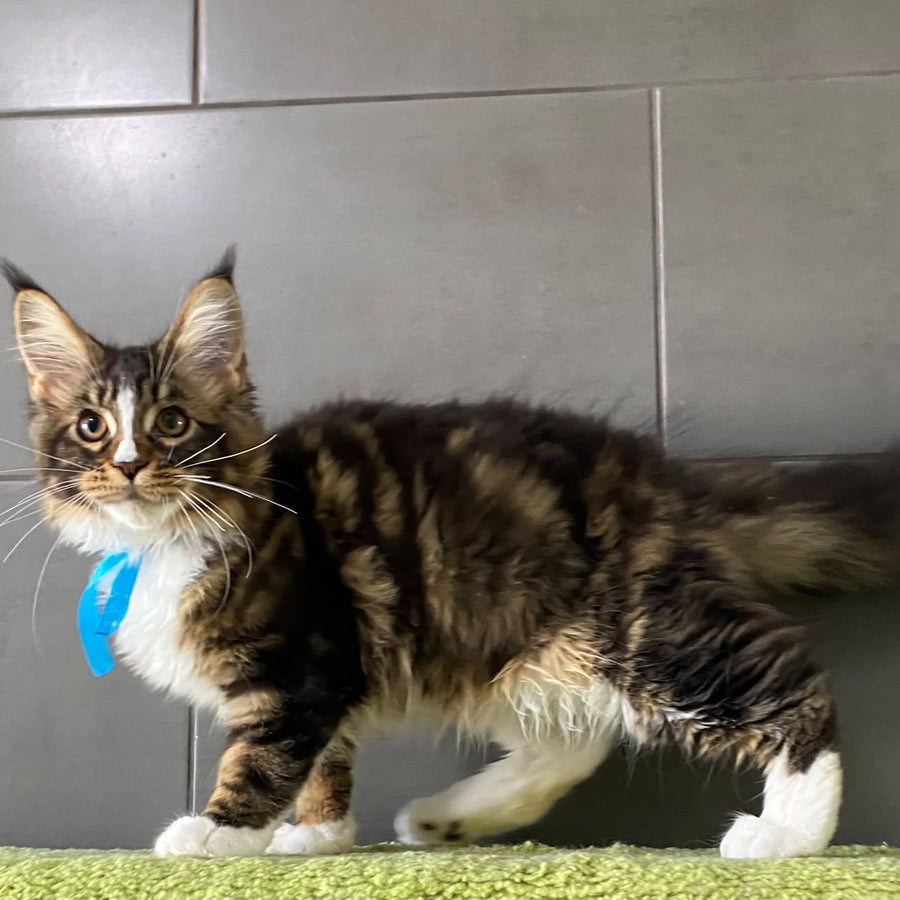 Arbat Maine Coon male, black tabby bicolour
