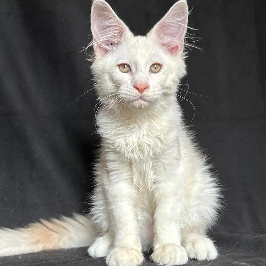 Juno Maine Coon male, red silver shaded
