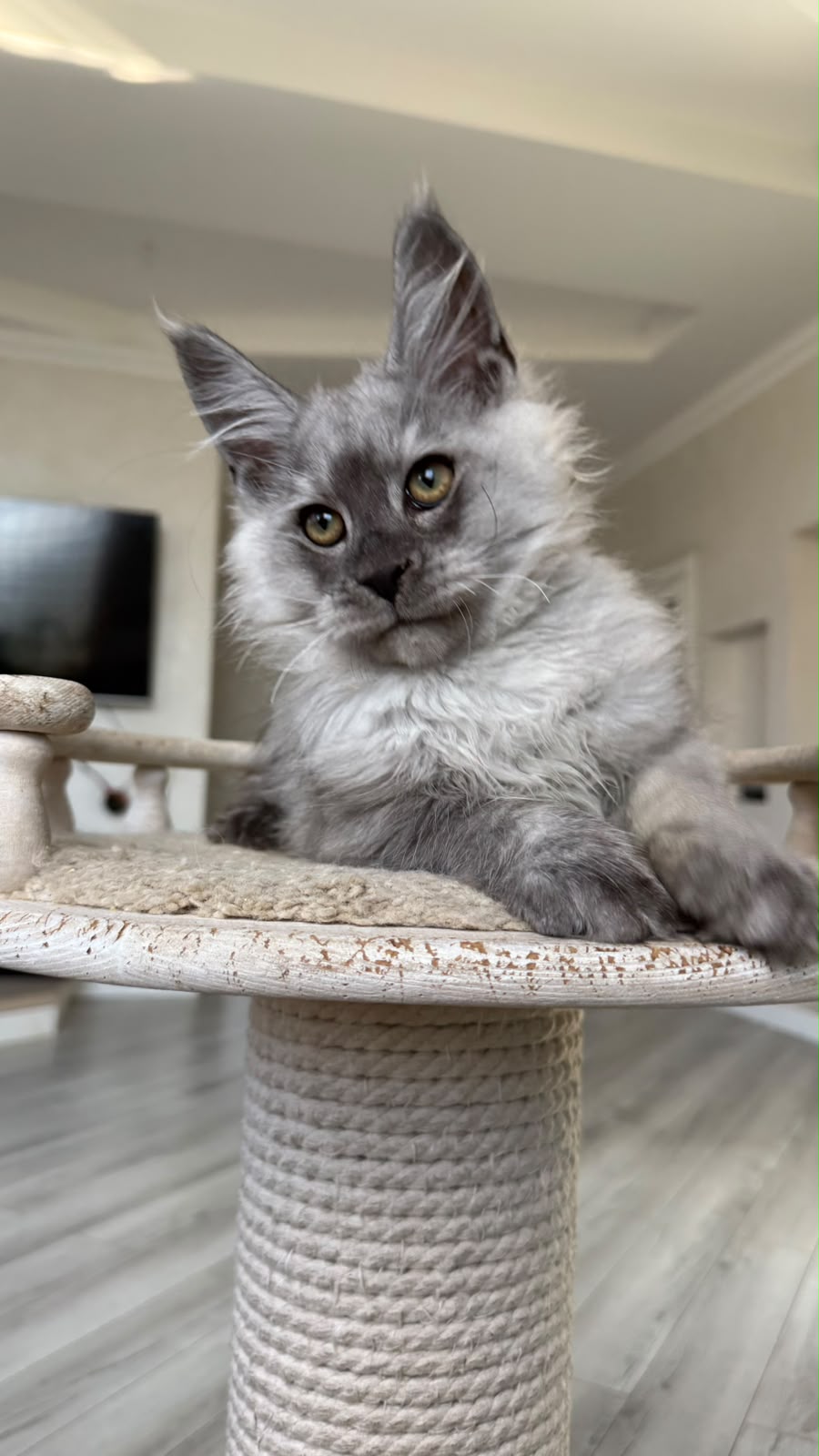 Pirat Maine Coon male, black silver