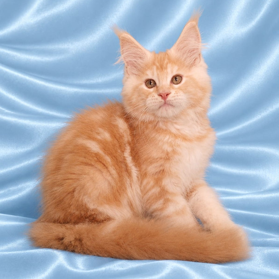 Zefir Maine Coon male, red silver tabby