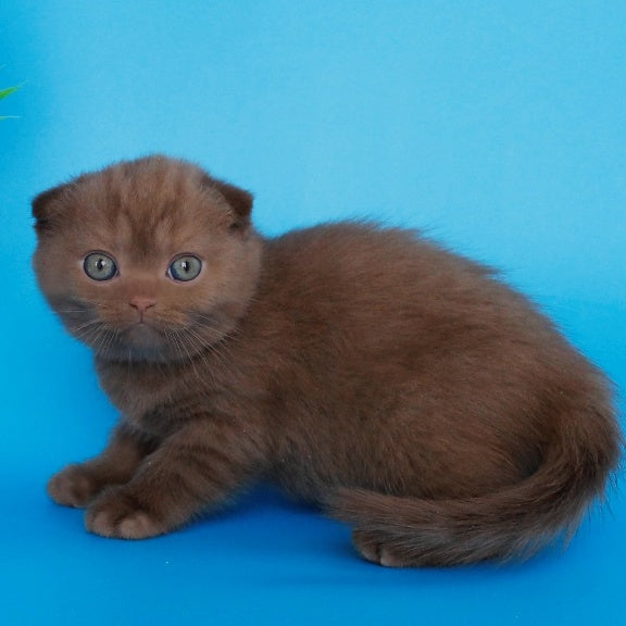 Alisa Scottish Fold female, cinnamon