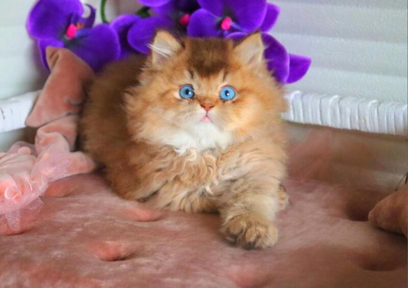 Billi British Longhair male chocolate golden ticked tabby - live animals