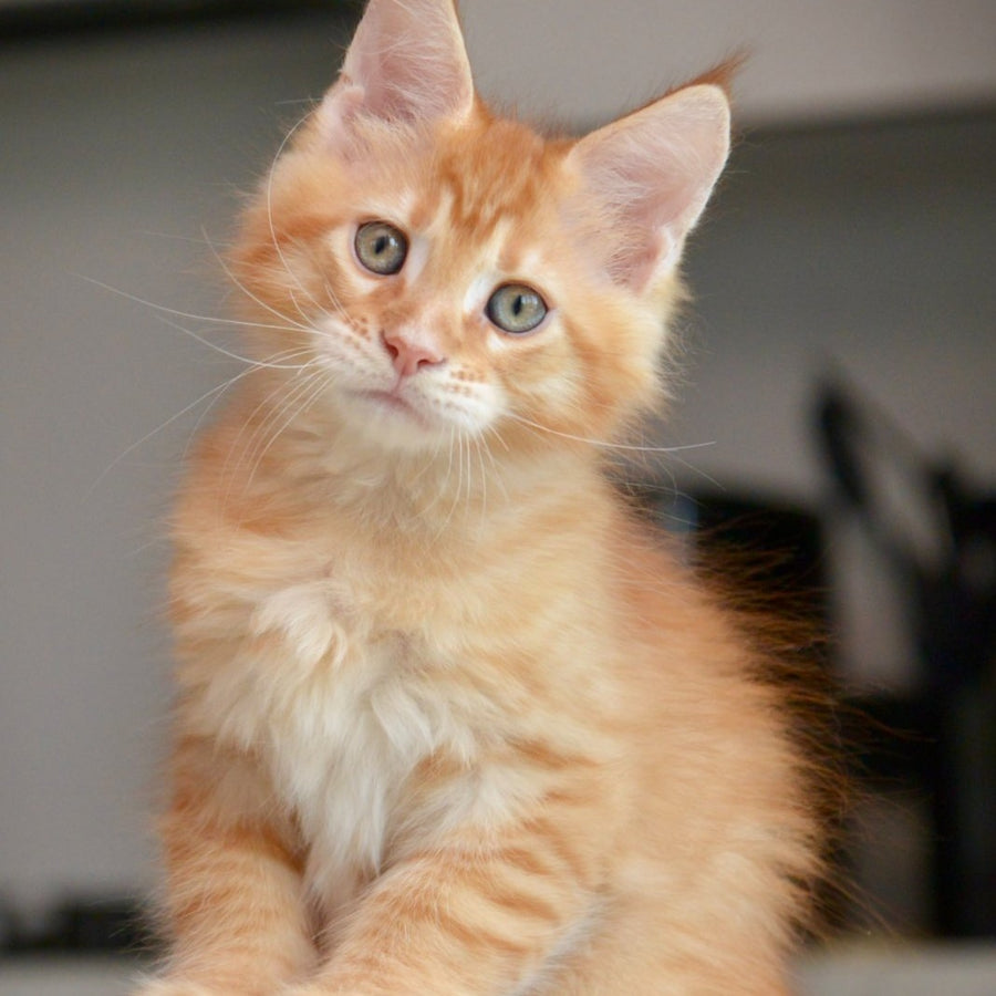 Yarion Maine Coon male, red tabby