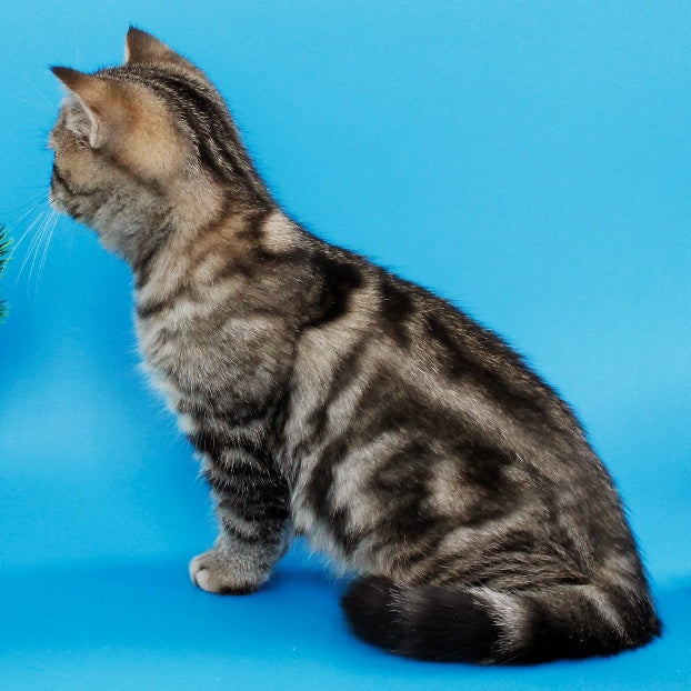 Yanessa British Shorthair female, black tabby