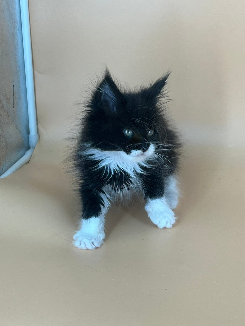 Berta Maine Coon female, black bicolour