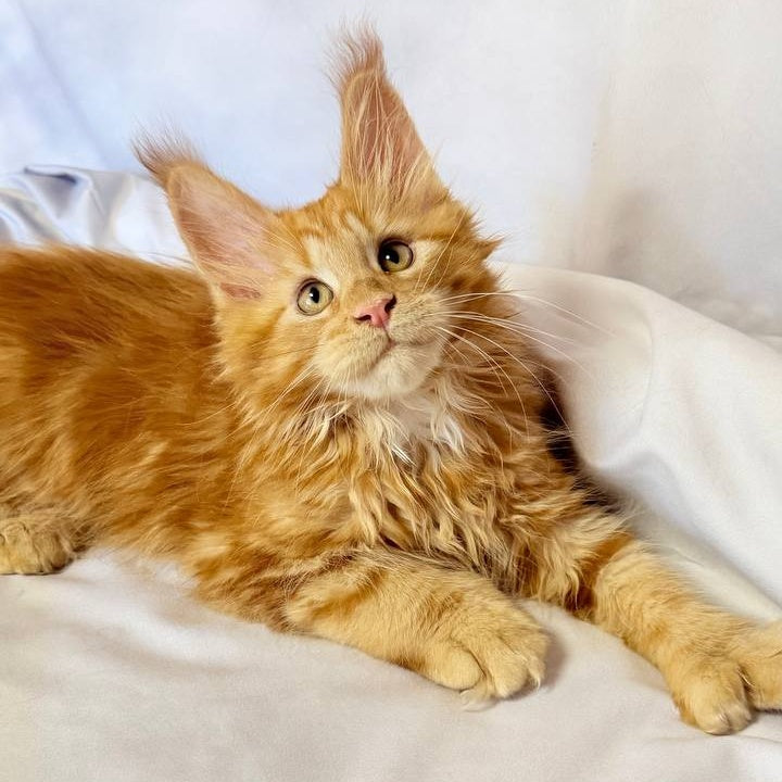 Mufasa Maine Coon polydactyl 6x6x6x6 male, red with white