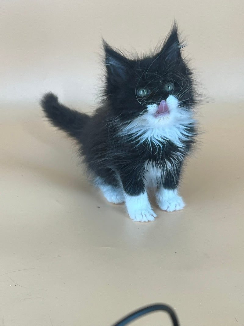Berta Maine Coon female, black bicolour
