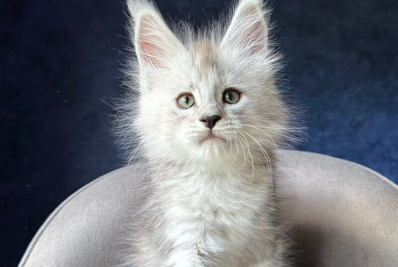 Imp Maine Coon male, black silver spotted tabby
