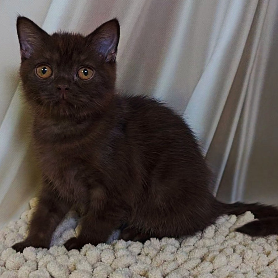 Jasper Scottish Fold male, chocolate