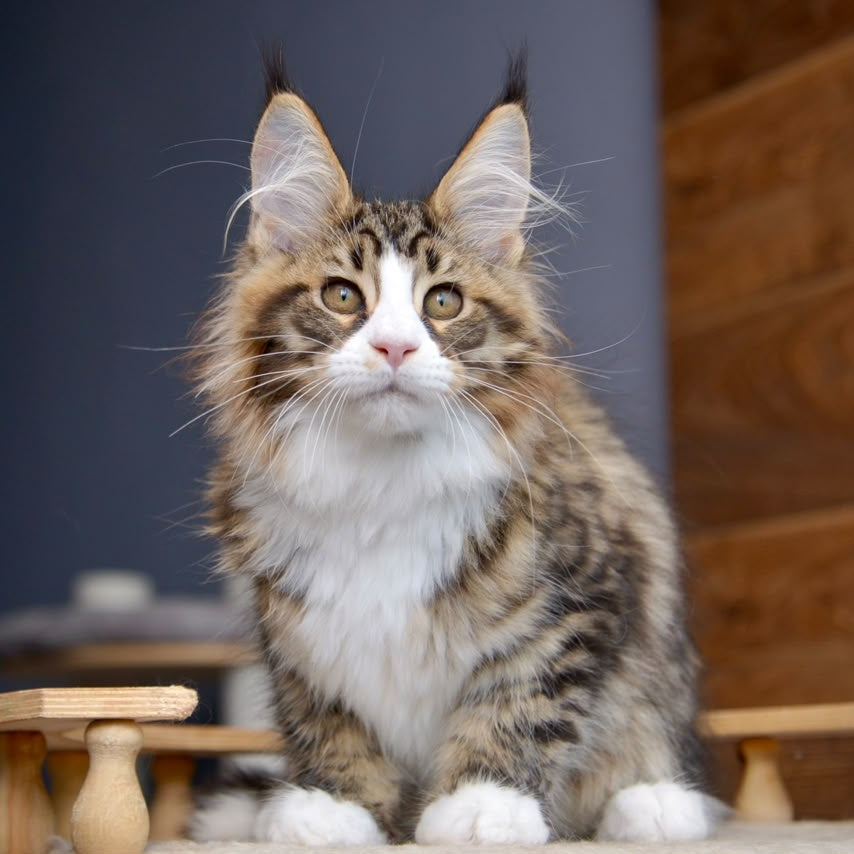 Bright Star Maine Coon male, black with white spotted tabby