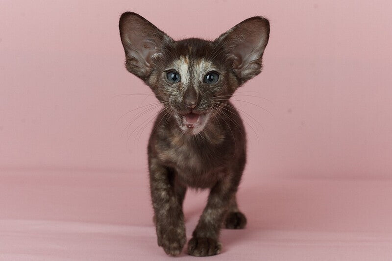 Queen Oriental Shorthair female chocolate tortie - live animals