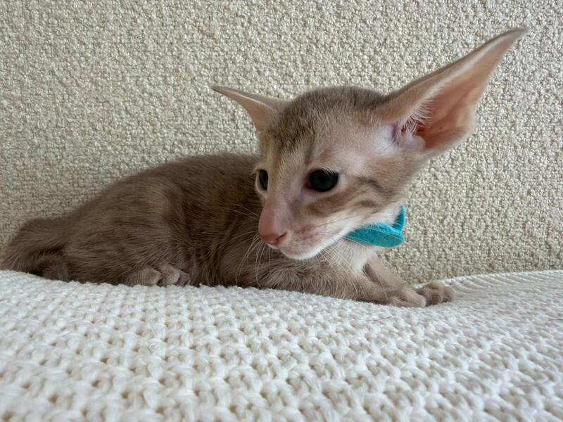 Axel Oriental Shorthair male lilac spotted tabby - live animals
