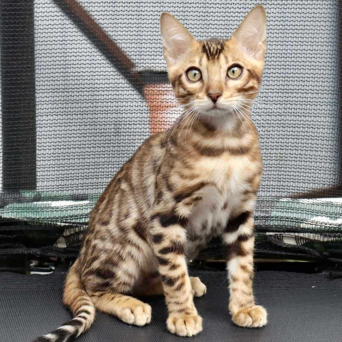 Touluz Bengal male, black spotted tabby