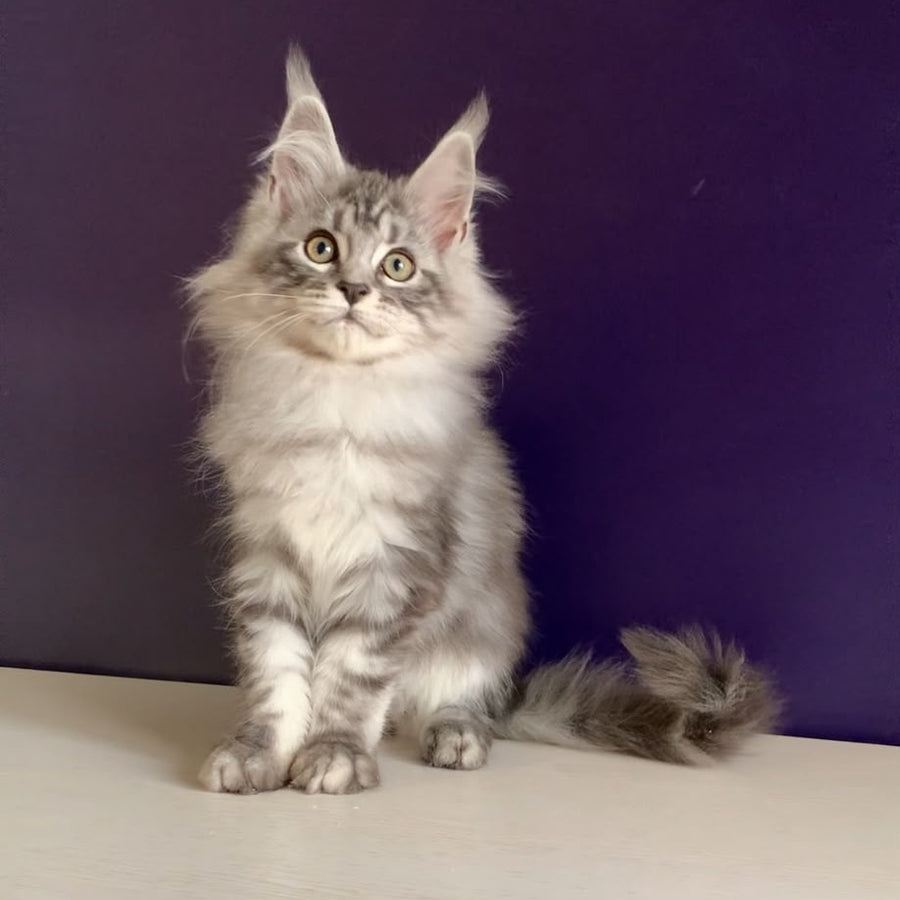 Madagascar Maine Coon male, black silver tabby