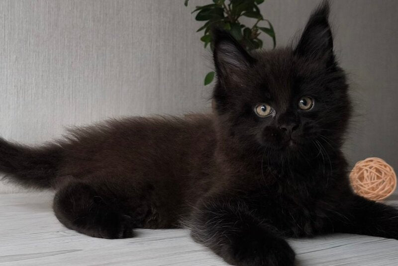 Graf Maine Coon male, black