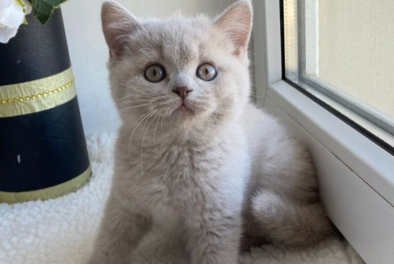 Jolli British Shorthair female, lilac