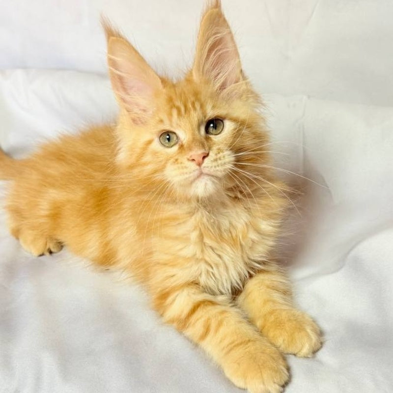 Luthor Maine Coon male, red tabby