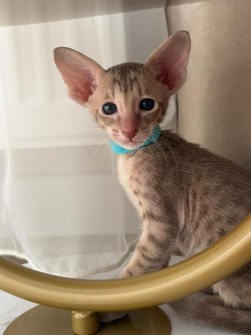 Axel Oriental Shorthair male lilac spotted tabby - live animals