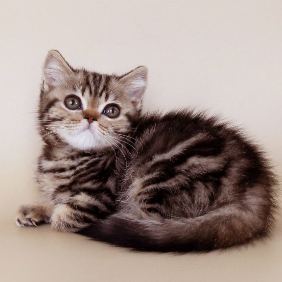 Willie British Shorthair male, black tabby