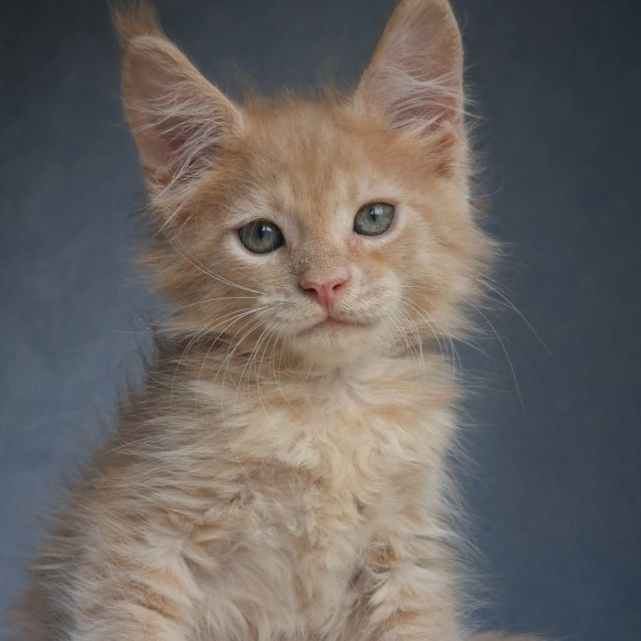 Paul Maine Coon male, cream