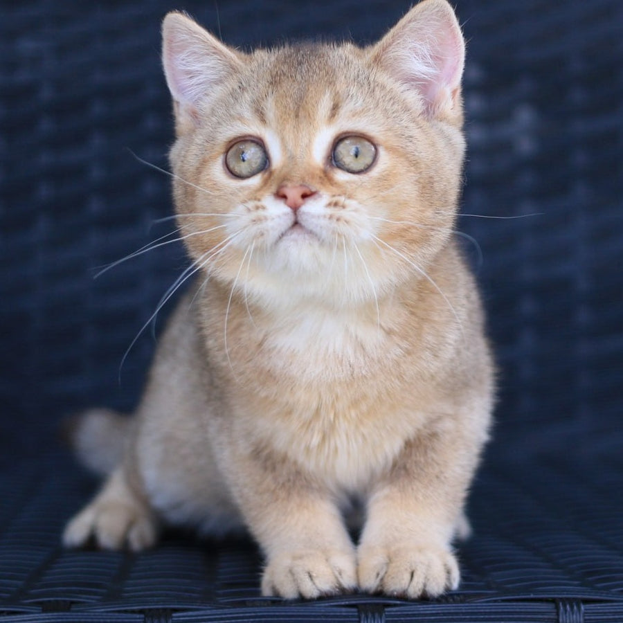 Paloma British Shorthair female, chocolate golden ticked tabby